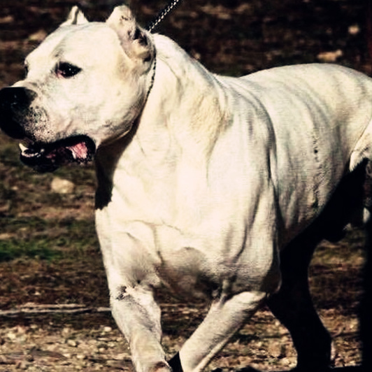 世界级猛犬,意大利凯因克尔索犬,也叫卡斯罗犬