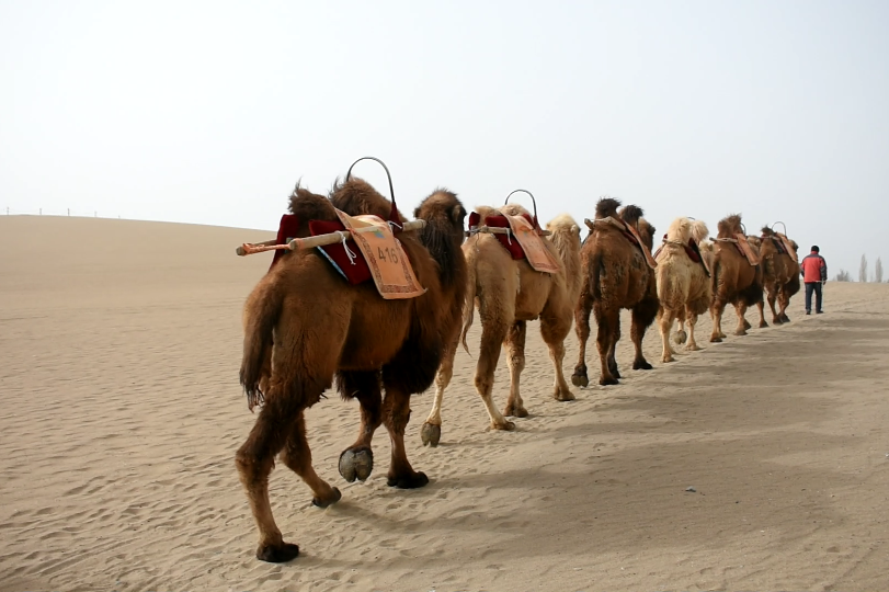 高原驿站带你走进敦煌鸣沙山月牙泉的骆驼队