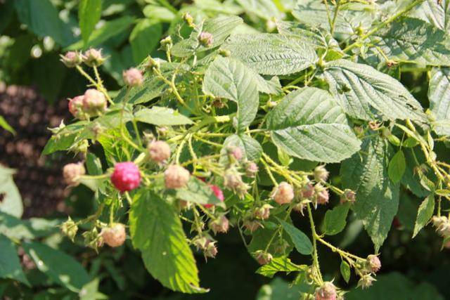 千古绝对:"吕后燥 品知母 十口古草 苦口良药",你能对出下联吗?