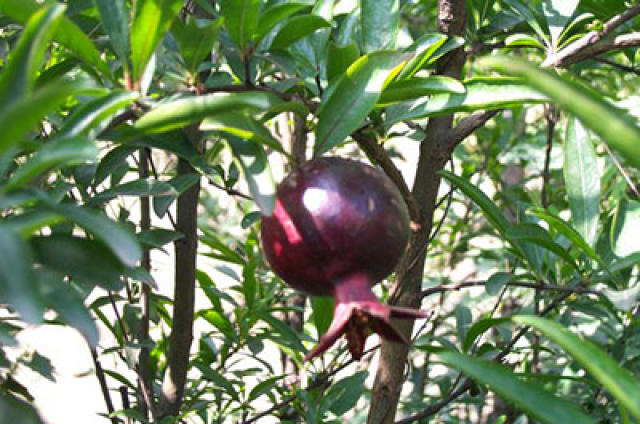 在中医眼里没有什么是没用的,比如这种我们经常扔掉的水果皮