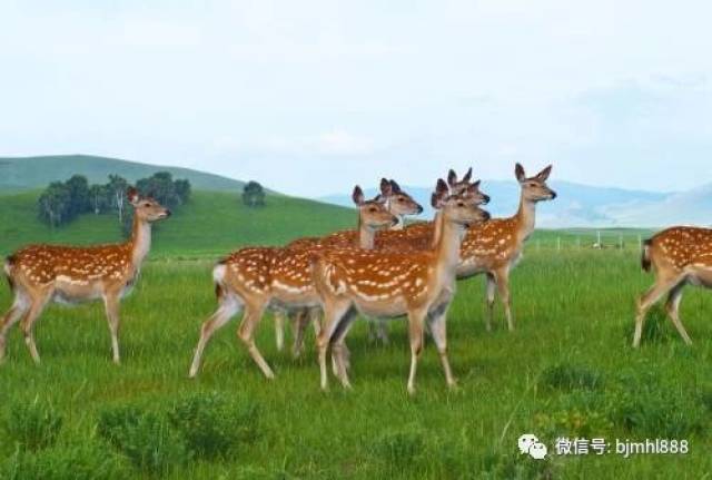 养鹿大王孙广春