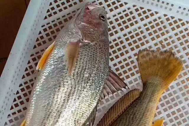 东山岛海鲜野生大春子鱼!