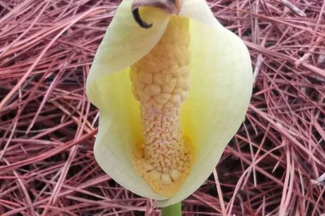 云南景天魔芋的个人展示页