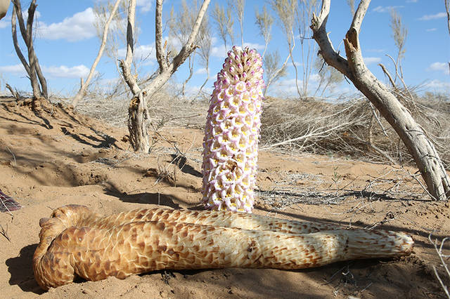 肉苁蓉又称沙漠中的"人参",很多人都不了解!