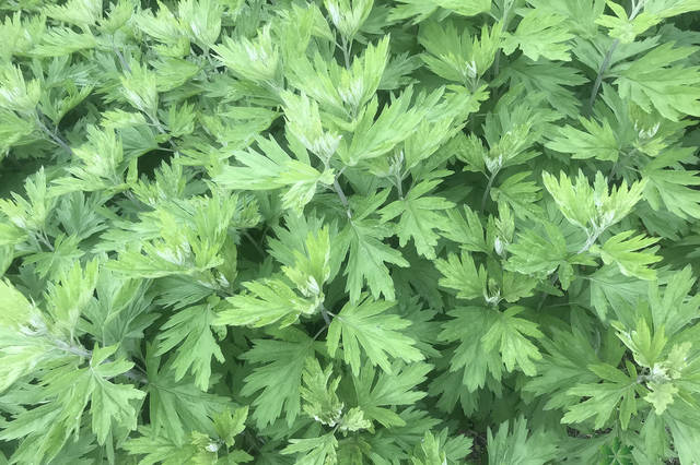 艾草种植正当时:艾草如何种植,蕲艾的种植和栽培技术