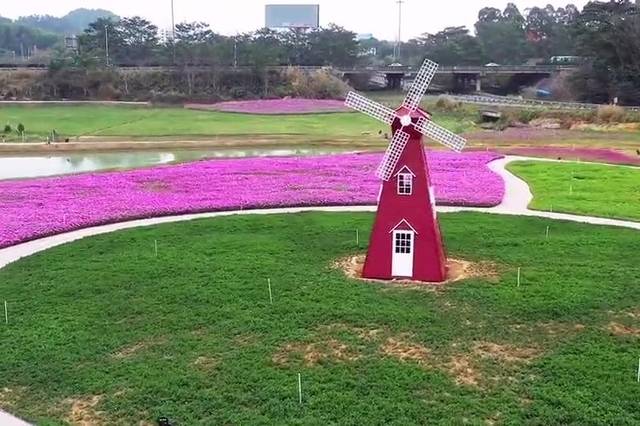 塘厦华侨城花海将于1月24日(除夕)起免费开放!