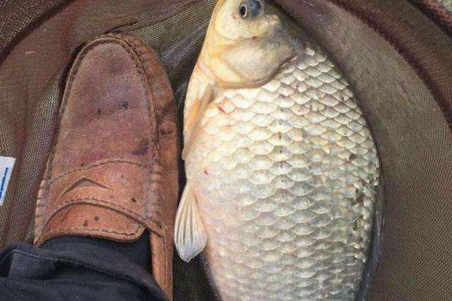 光头鱼司令的个人展示页