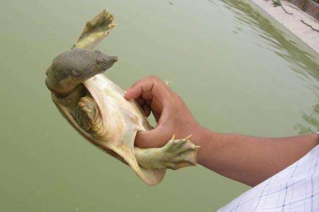 光头鱼司令的个人展示页