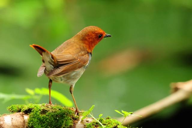 bird of wonder翻譯成奇蹟存在的鳥?知行君:鳳凰