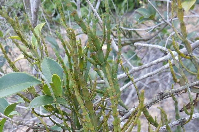 油茶樹寄生植物,據說藥用價值高,有認識的嗎?