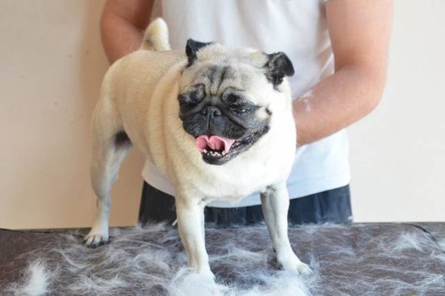 狗狗春天掉毛严重怎么办?6种简单实用去除脱落毛发的方法