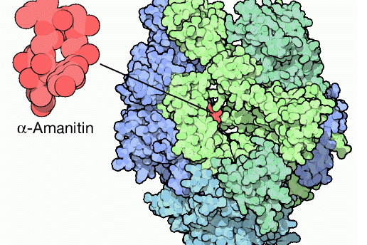 原创 rna的转录与rna聚合酶