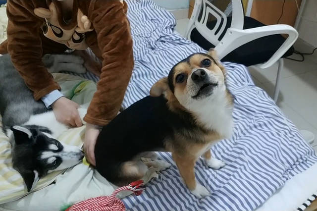 小黑小黄的幸福狗生的个人展示页