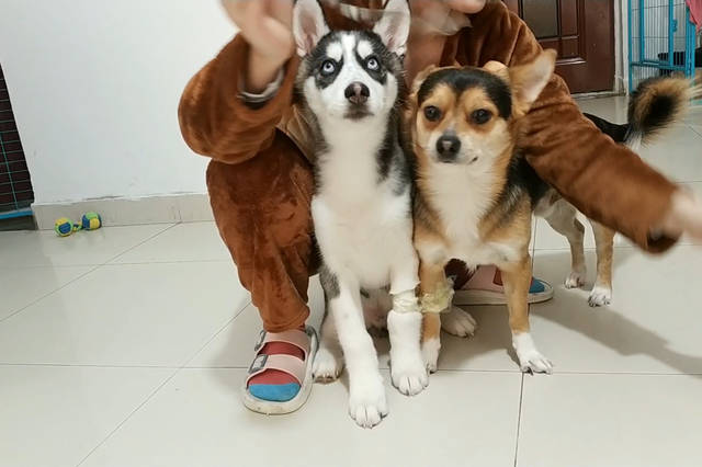 小黑小黄的幸福狗生