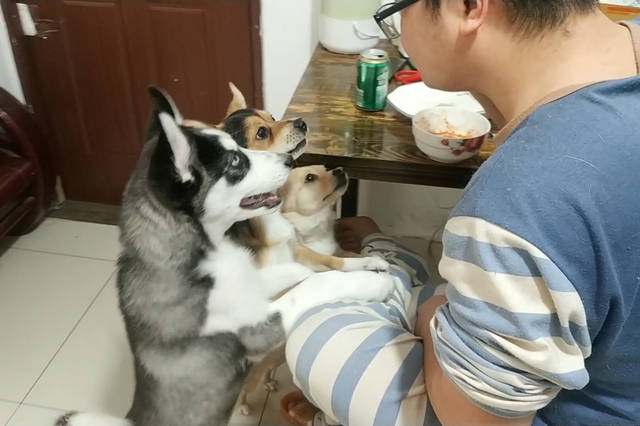 小黑小黄的幸福狗生