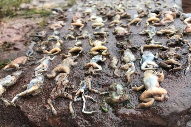 经过多次实验,霍格本发现自然状态下非洲爪蟾只会在交配后产卵