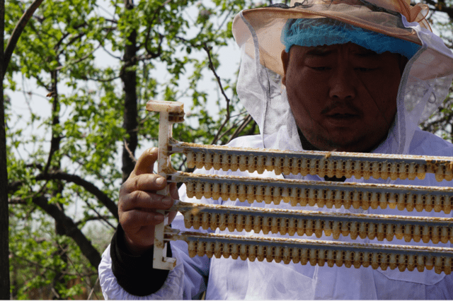 养20箱蜜蜂利润有多少？