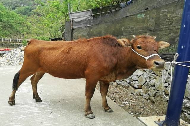 曹哥买牛,原来要5900块,今天送货到家,只要5350元