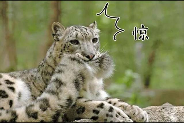 岁了,它全身羽毛黑亮黑亮的,就像穿了一件黑皮袄,所以大家都叫它小黑