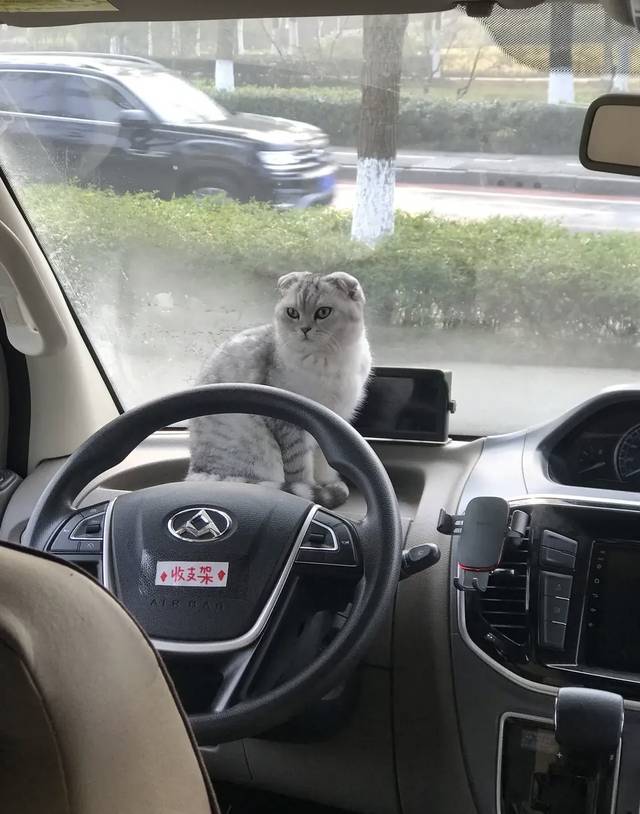 经过三次的家庭会议,立养猫以后的规矩,以及一系列的心理准备,终于在