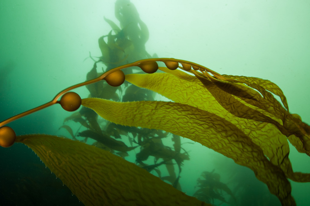 岩藻多糖fucoidan