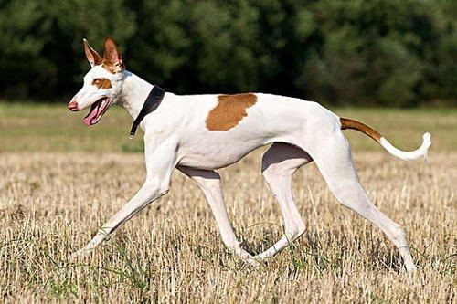 那么在了解猎犬的工作原理前,我们需要了解除了长嘴长脸勾鼻梁外,猎犬