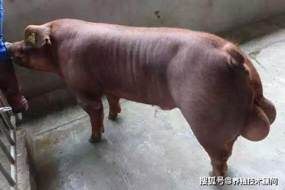 种公猪的筛选标准_饲料