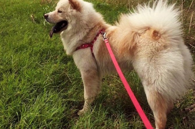 极具天赋的原生松狮犬,应和泰坦尼克号一样,不被遗忘_毛量