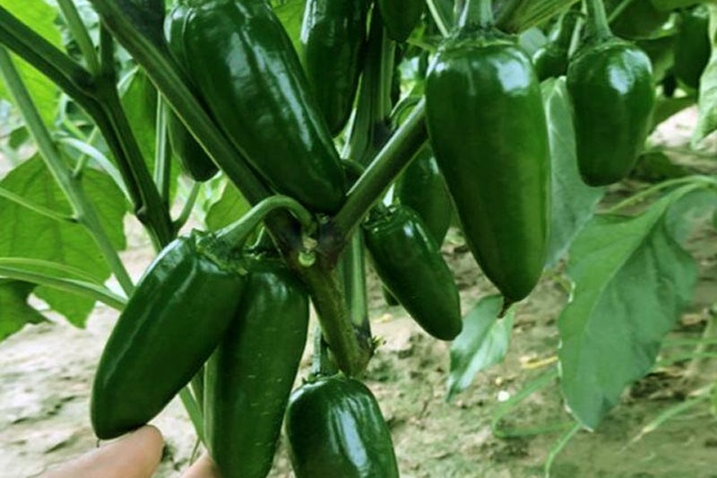 同乐港椒泡椒腌渍椒炮弹头辣椒种子