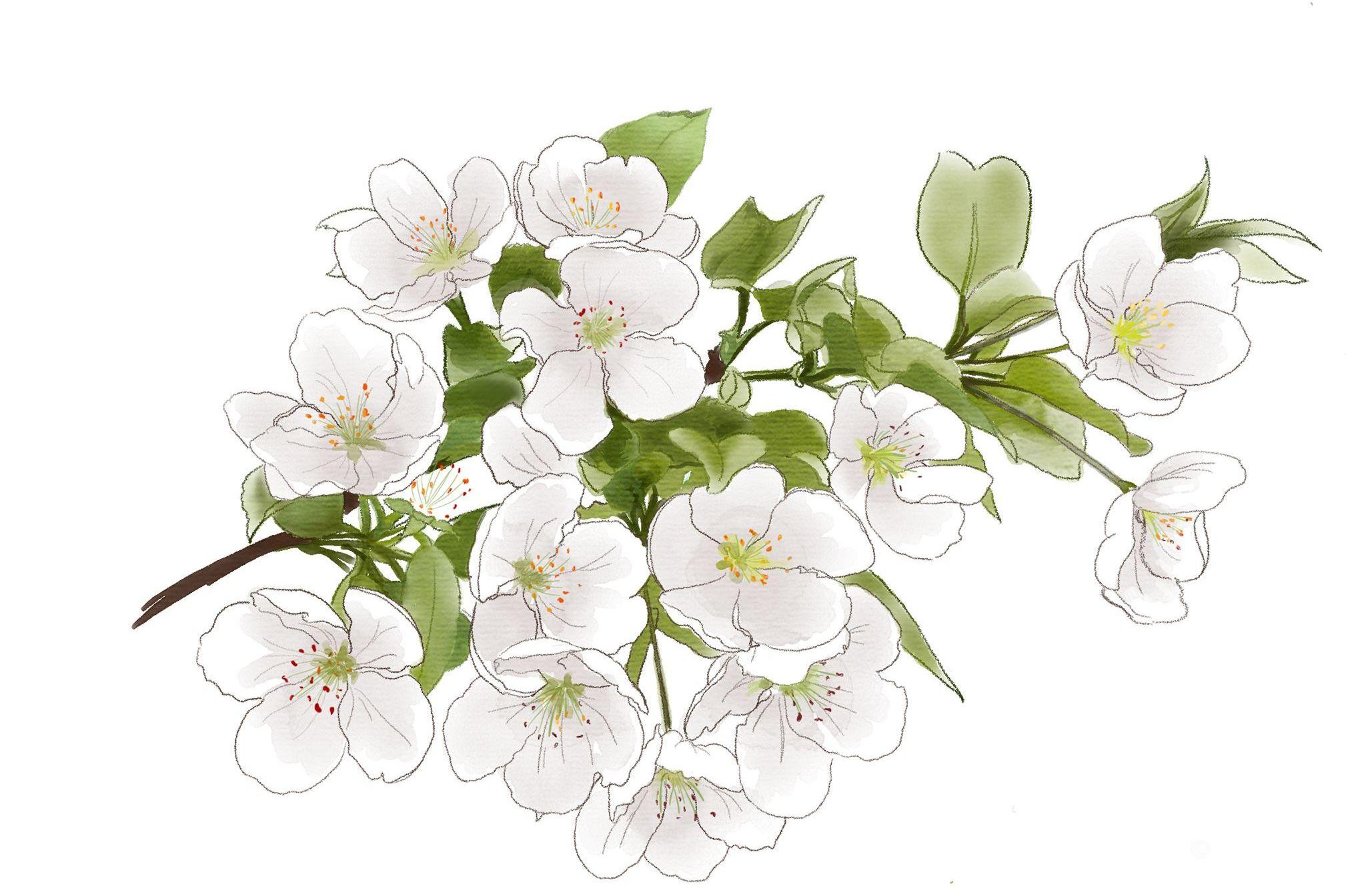 梨花欲谢恐难禁