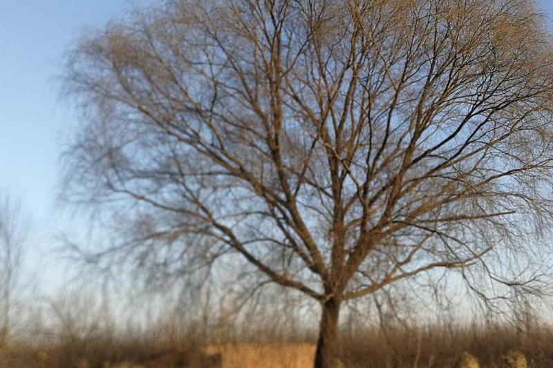 乡村寻踪,“喑牛淀”村名的由来_吴学良