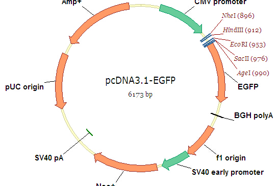 Pcdna Gfp pcDNA3.1-EGFP 载体_com