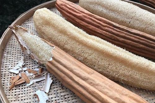 用干丝瓜做洗碗布丝瓜囊容易沥水不黏糊洗的碗也很干净