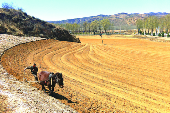 一些小块地和山坡地不能机械作业,只能用传统的牲口耕作方式掌犁耕种