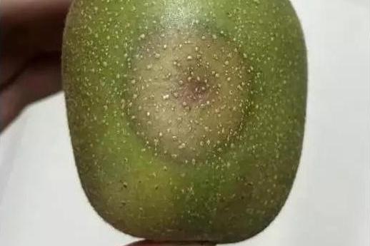 腐烂病也叫熟腐病,危害贮藏期的猕猴桃!如何存储果实不受害?