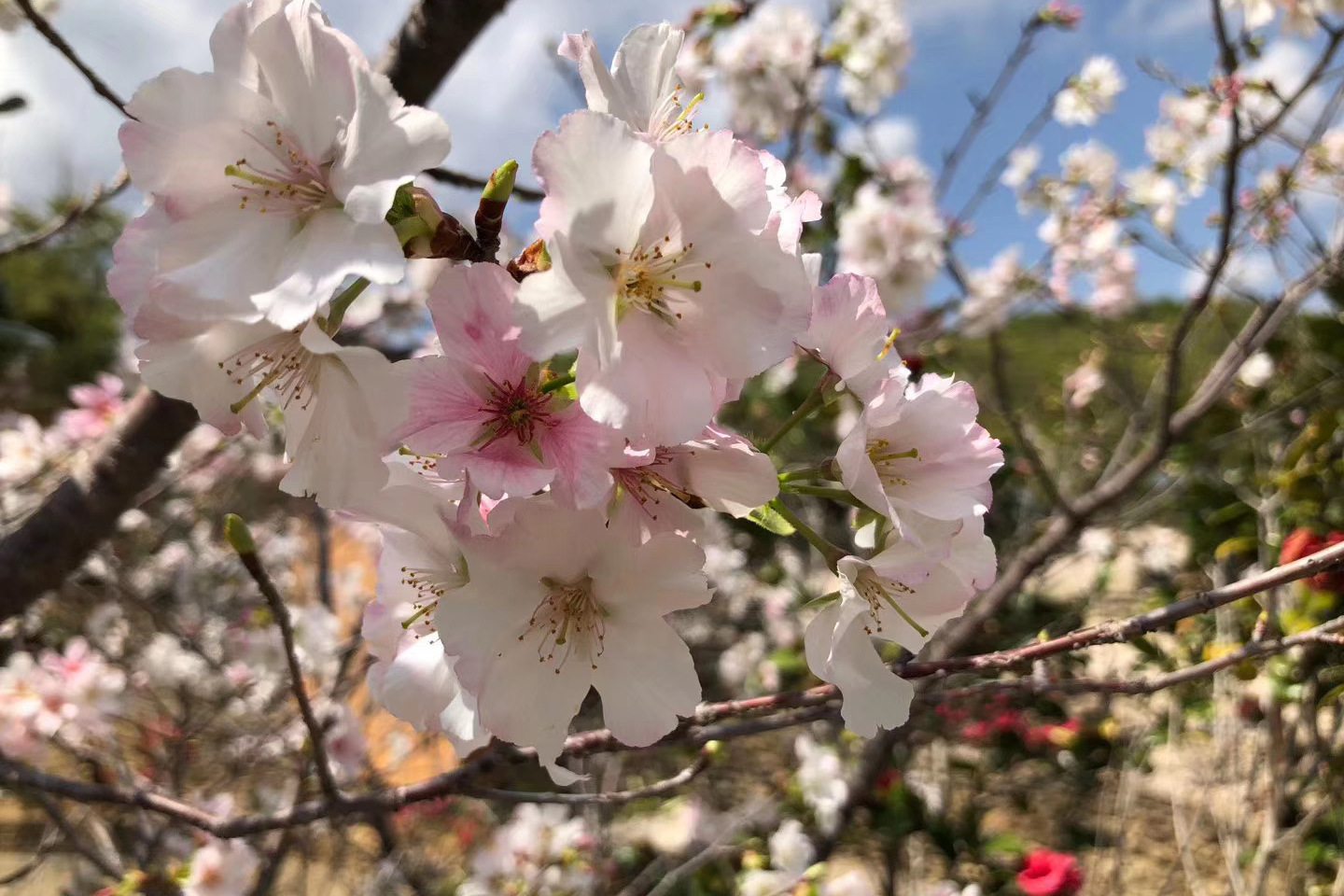 樱你浪漫---广东最大樱花基地---樱花峪赏樱、摄影拍照一日游