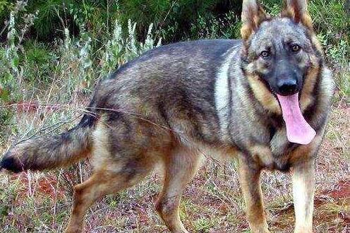 狼青犬受到人们的青睐,是它对主人的绝对忠诚_训练