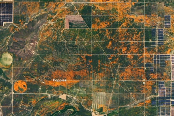 卫星遥感 ai,罂粟花识别   美国加州罂粟花爆发