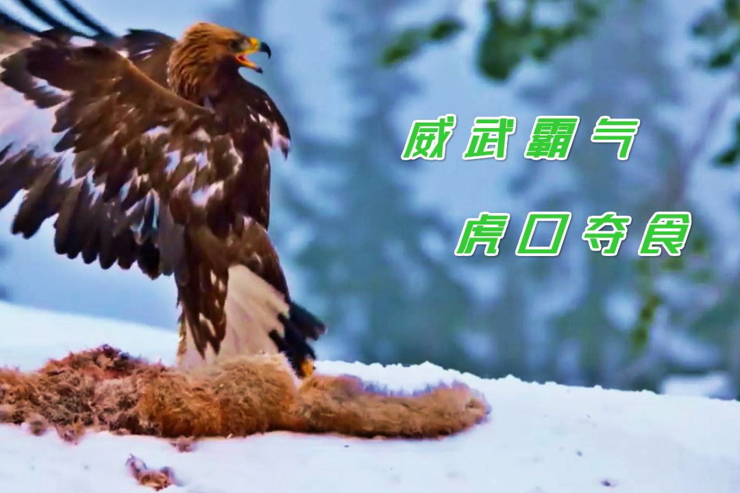 金雕的夺食之战谁能更胜一筹这才是真正的战斗