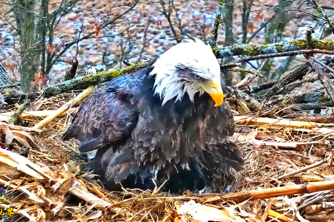 大雨过后,鹰妈妈小心翼翼的为孩子整理巢穴,母爱真伟大