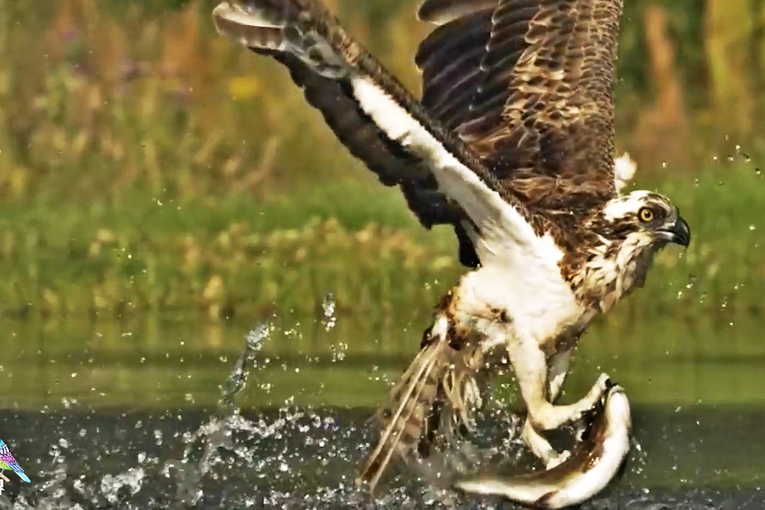 老鹰猎杀技能一流慢镜头体验精彩时刻