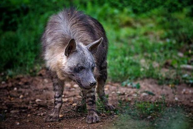 浅谈食腐动物对环境的重要性,它是维持生态平衡的关键
