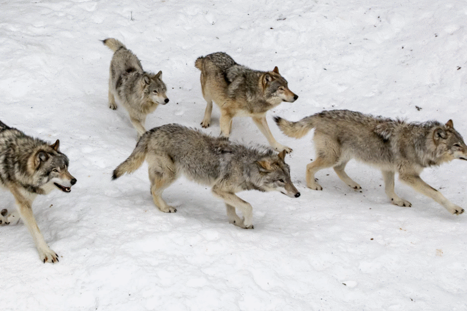 原创 虎怕群狼?且看东北虎与狼,西伯利亚一哥与三弟间的长期较量