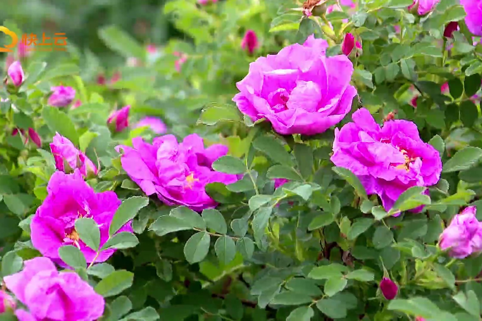 鸟语花香日又是赏花时