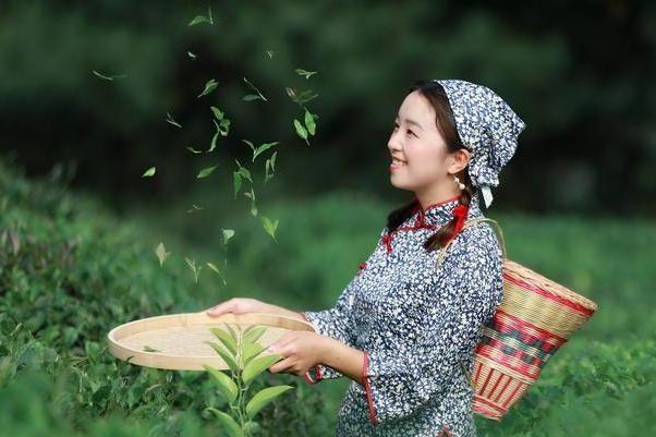茶叶“炒上天”：一饼可以买一辆宝马？