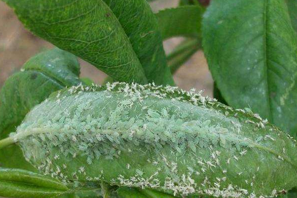 病等;虫害有美国白蛾,尺蠖,黄杨绢野螟,蚧壳虫,红蜘蛛,蚜虫,飞虱,叶蝉