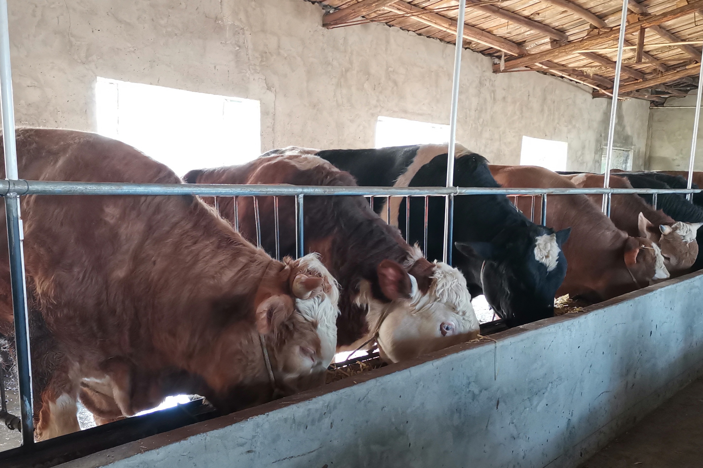 农村养牛场新买的牛犊不吃料调教三天轻松搞定
