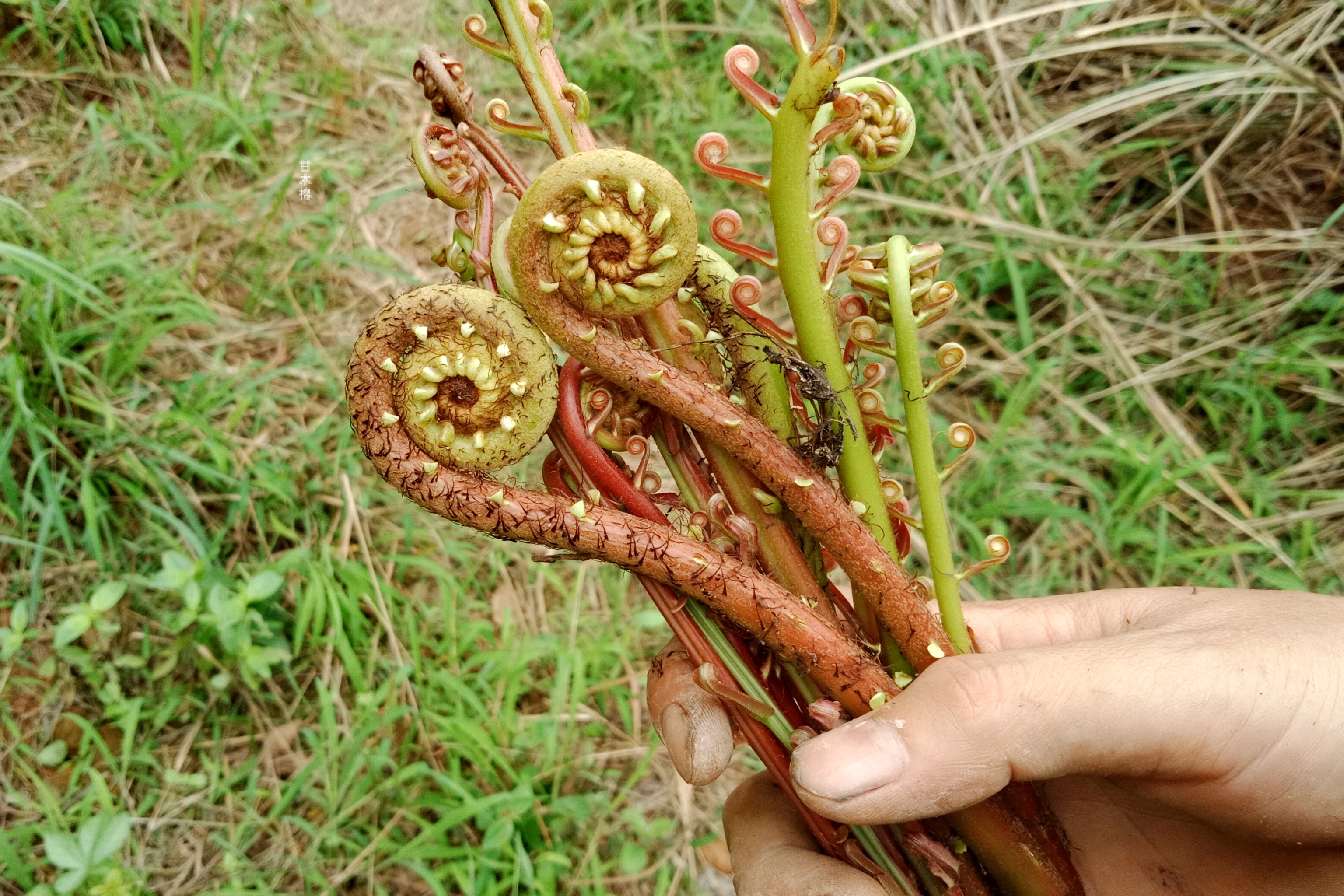 这种蕨菜很多人没吃过其实很美味南方的山林里随处可见