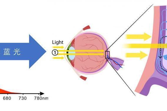 可怕!手机蓝光可加速眼底视网膜的损伤
