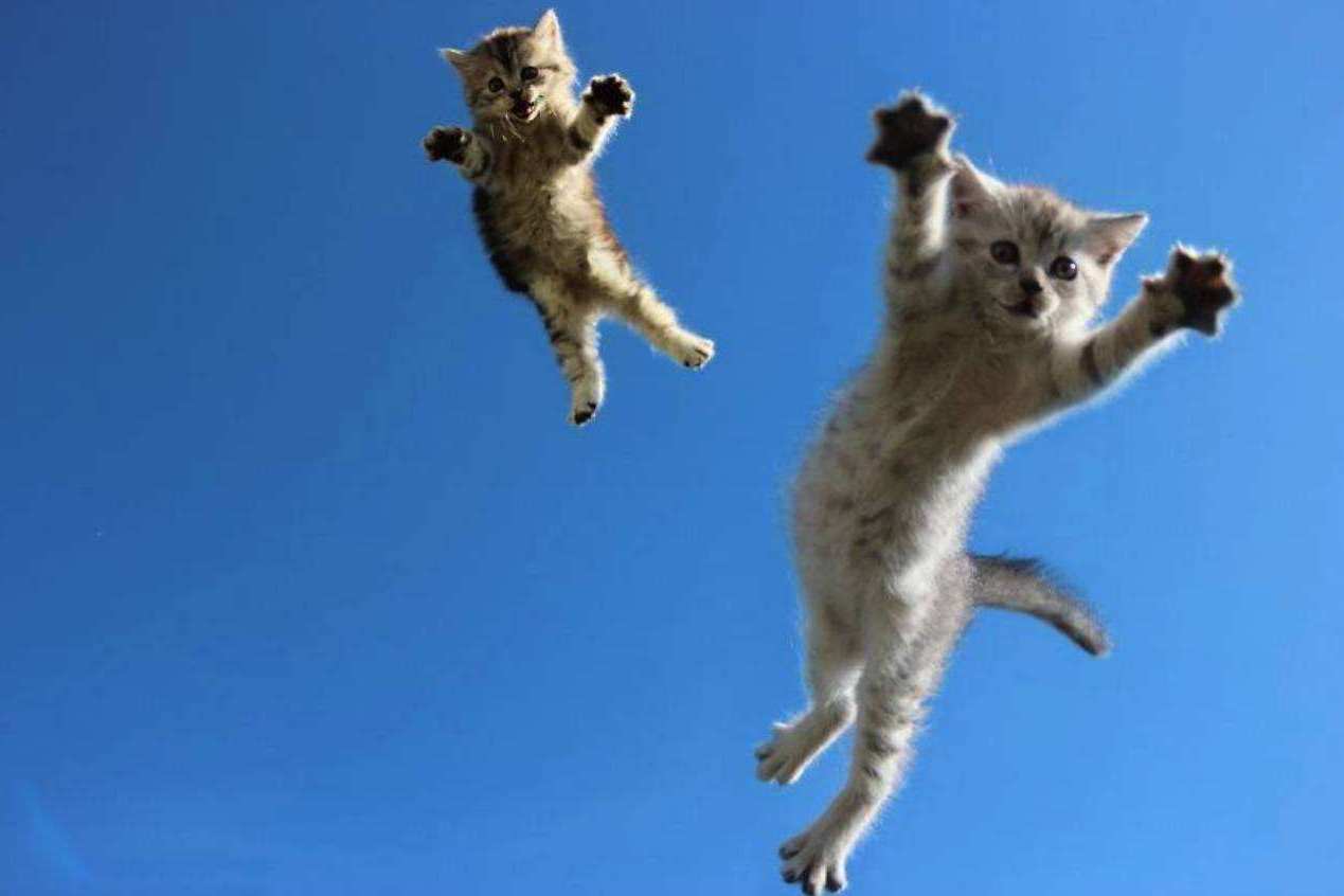 一只成年猫到底能跳多高猫咪跳跃高度大挑战